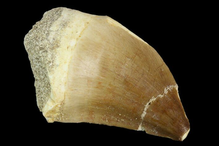 Mosasaur (Prognathodon) Tooth - Morocco #118918